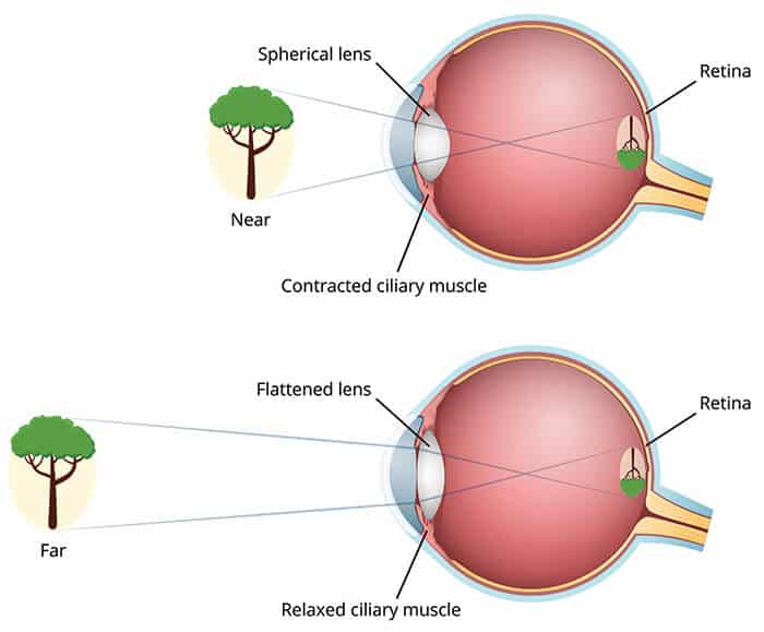 Your vision  How the eye works